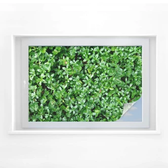 Pellicola adesiva per vetri - il pollice verde 