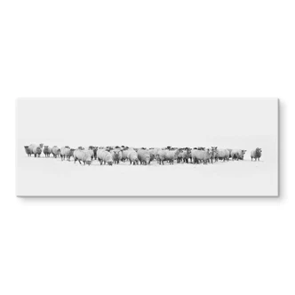 Tableau en verre - Troupeau de moutons - Panorama 