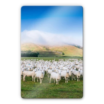 Glasschilderij Colombo - Schapen in Nieuw Zeeland Glasschilderij Colombo - Schapen in Nieuw Zeeland