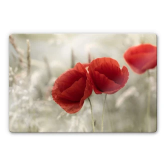 Glasschilderij Delgado - Klaprozenkoppel 