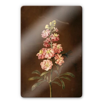 Glasbild Dietzsch - Eine rosa Garten Levkkoje 