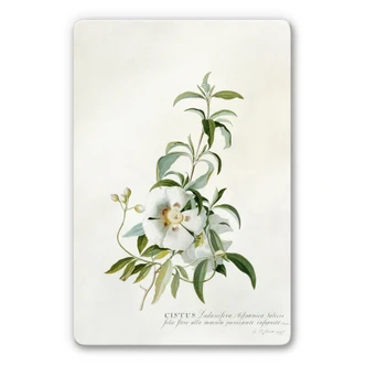 Glasbild Ehret - Zistrose 