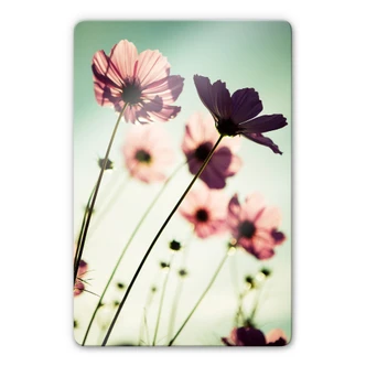 Tableau en verre - Cosmos rose clair Tableau en verre - Cosmos rose clair