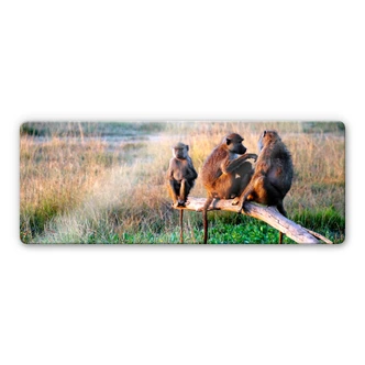 Glasbild Affenbande - Panorama 