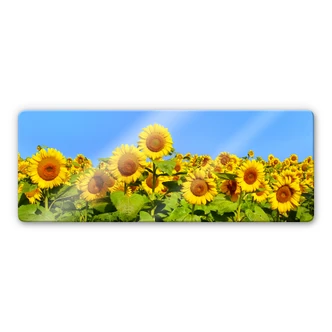 Tableau en verre - Champ de tournesols - Panorama 