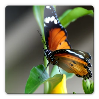 Tableau en verre - Petit papillon - carré 