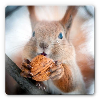 Glasschilderijen Eekhoorn met Nootje (Vierkant) 