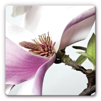 Tableau en verre - Magnolia 