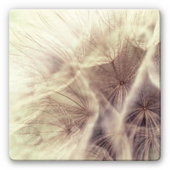Glasschilderijen Paardebloem Close Up 