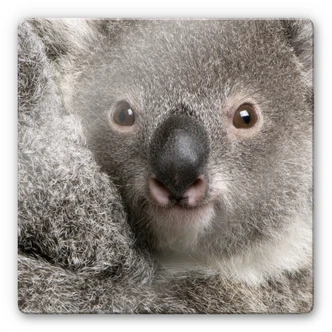 Tableau en verre - Koala - carré 