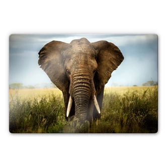 Glasbild Ghizzi-Panizza - Begegnungen in der Savan 