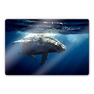 Tableau en verre - Baleine à bosse en plongée 
