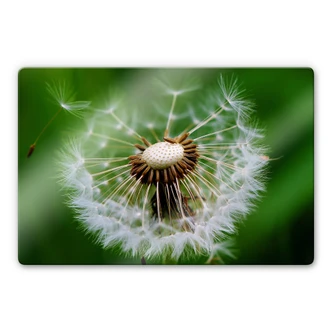 Glasbild Pusteblume im Wind 