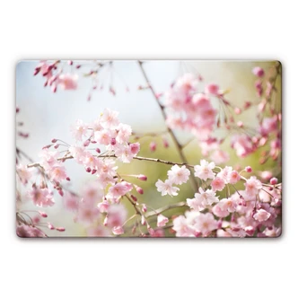Glasschilderijen Kersenbloesem 1 