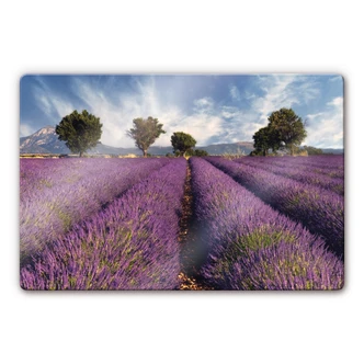Glasbild Lavendelfeld 