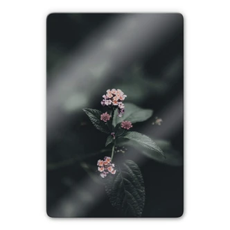 Glasbild Zarte rosa Blüte 