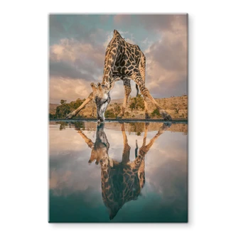 Glasbild Reflexion einer Giraffe in der Wildnis - Amtmann 