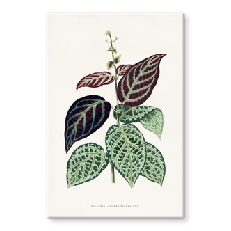 Glasbild Blatt Illustration - Bignonia Argyro Violascea 
