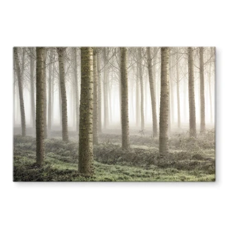 Tableau sur verre Carozzi - Forêt de conte de fées dans la brume matinale 