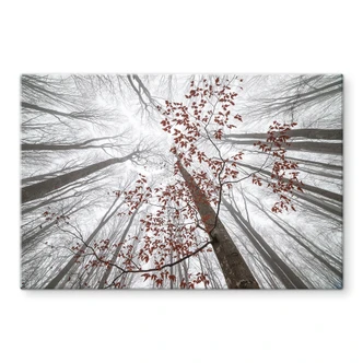 Tableau sur verre Cimes d'arbres aux feuilles rouges - Coman 