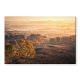 Tableau en verre Bouleaux dans la rosée dorée du matin - Cui 