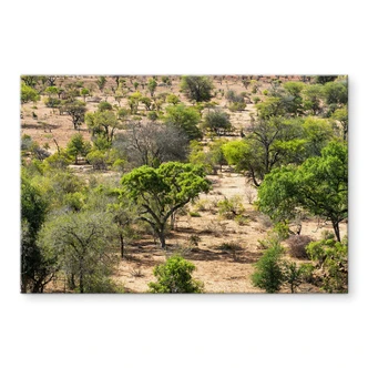 Tableau en verre Paysage de savane en Afrique - Hugonnard 
