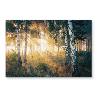 Tableau sur verre Soleil dans la forêt de bouleaux - Kado 
