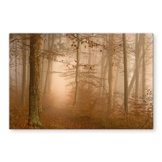 Glasbild Wald & Bäume - Dunst und Licht im herbstlichen Wald - Maier 