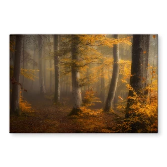 Tableau en verre Feuilles d'or dans la forêt brumeuse - Maier 