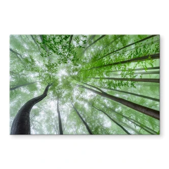 Tableau sur verre Pavlasek - Cime des arbres verts 