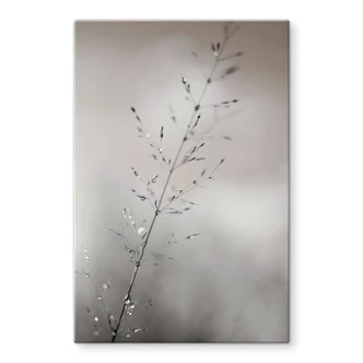 Tableau en verre avec photographie de la nature - Brin d'herbe avec gouttes de rosée - Sillen 