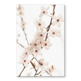Tableau en verre Branche avec fleurs de cerisier blanches - Sisi & Seb 