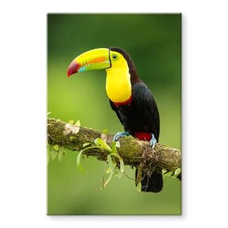 Tableau sur verre van Duijn - Tukan du pêcheur au Costa Rica 