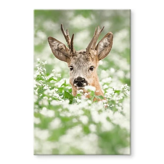 Glasschilderij van Duijn - Jong Hertje Glasschilderij van Duijn - Jong Hertje