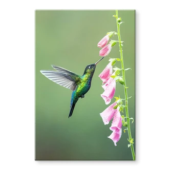 Glasschilderij van Duijn - Kolibrie bij Roze Bloem Glasschilderij van Duijn - Kolibrie bij Roze Bloem