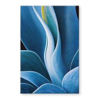 Tableau sur verre Wechsler - Plantes d'agave  