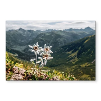 Tableau sur verre Edelweiss blanc des Alpes sur la montagne 
