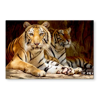 Tableau en verre - Deux tigres du Bengale 