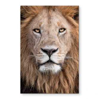 Glasschilderij van Duijn - Leeuw Glasschilderij van Duijn - Leeuw