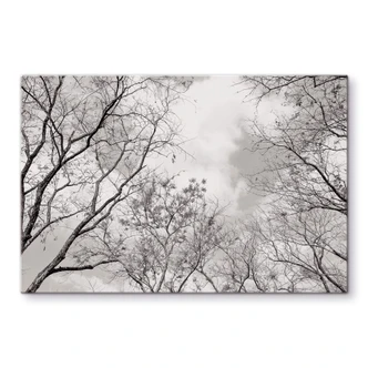 Tableau en verre Cimes des arbes dans le ciel 