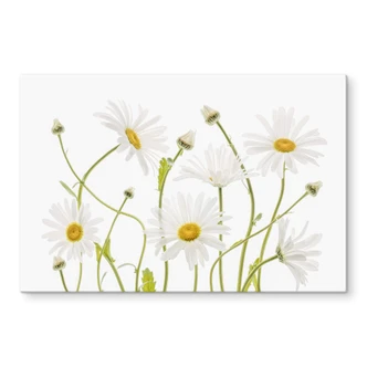 Glasbild Disher - Ox eye Daisies 