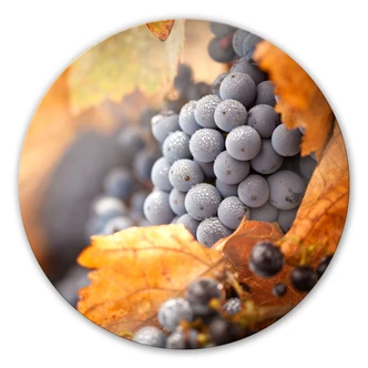 Glasbild Wein im Herbst - rund Glasbild Wein im Herbst - rund