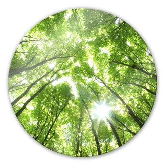 Glasbild Baumkronen im Wald - rund 