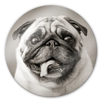 Glasschilderijen Lieve Mopshond - rond 