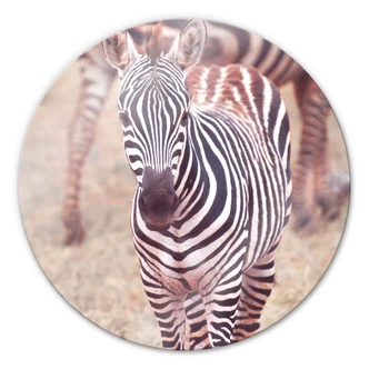 Glasbild Zebra Fohlen - rund Glasbild Zebra Fohlen - rund