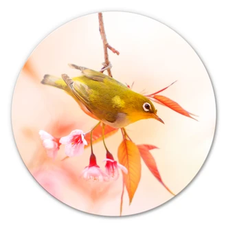 Glasbild Vogelgezwitscher in der Kirschblüte - rund 
