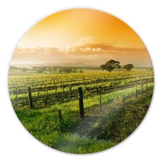 Glasbild Wein im Sonnenuntergang - rund Glasbild Wein im Sonnenuntergang - rund