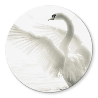 Glasbild Majestätischer Schwan - rund Glasbild Majestätischer Schwan - rund
