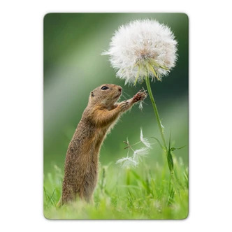 Glasschilderij Dick van Duijn - Eekhoorn met Paardenbloem Glasschilderij Dick van Duijn - Eekhoorn met Paardenbloem
