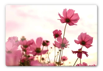 Tableau en verre - Cosmos rose 
